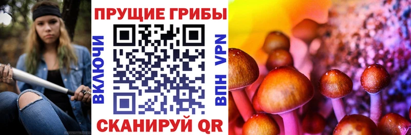 наркошоп  Старица  Псилоцибиновые грибы MAGIC MUSHROOMS 